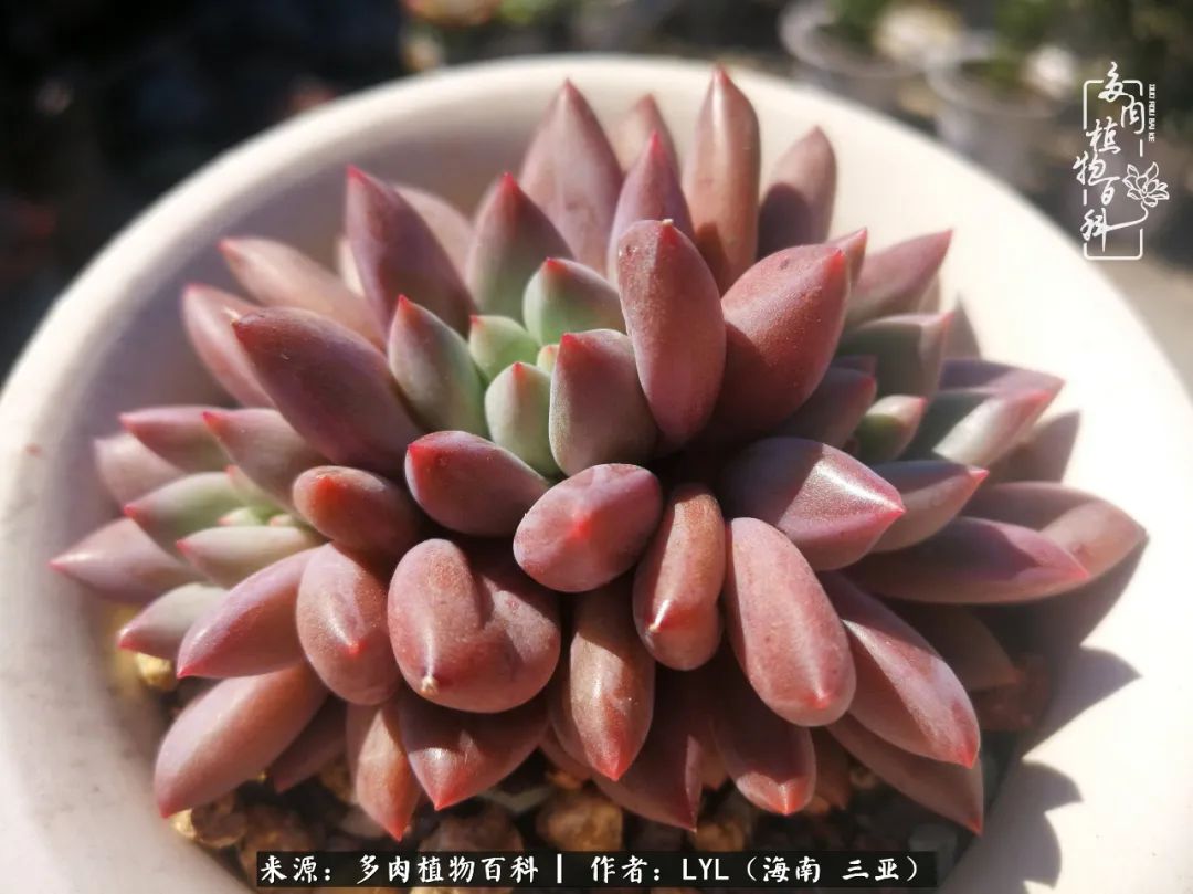 养多肉一年花了3万,养多肉一千多盆