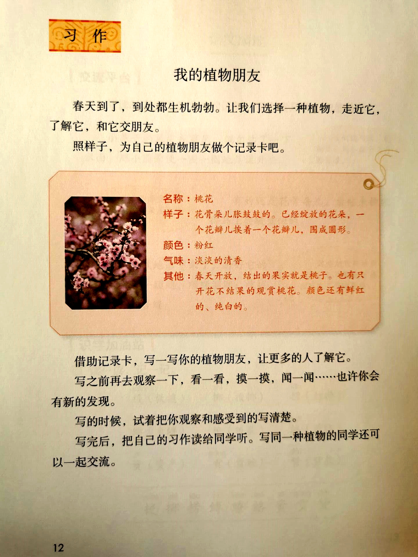 我的植物朋友作文三年级下册摘抄,我的植物朋友腊梅作文三年级300字