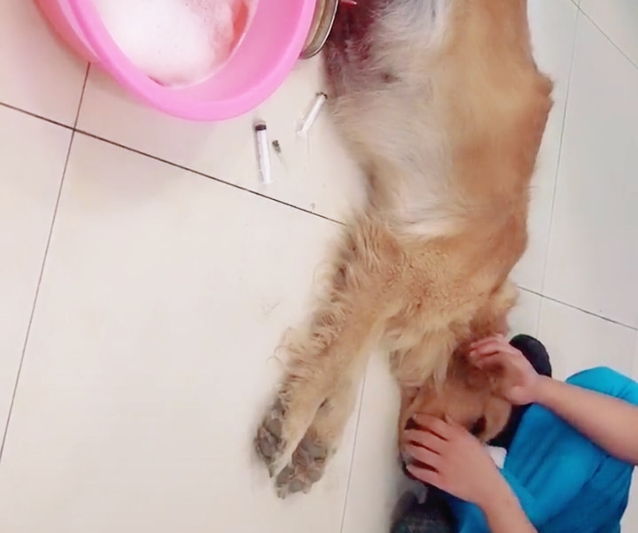 金毛大肚腹水后续,金毛腹水能活多久