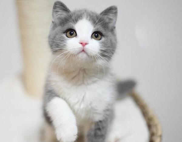 英国短毛猫缺点,英国短毛猫咪的小知识