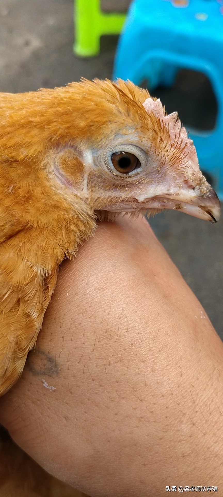 鸡好好的口吐白色黏液怎么回事,鸡喝水吐是什么病