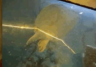 河北人没存在感，却打碎了世界的所有次元壁