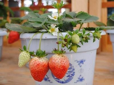 养花不如养蘑菇,养花不如种水果