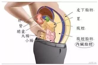 肚子鼓鼓的怎么瘦肚子,肚子大应该减肥还是减脂