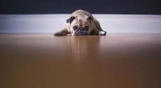 狗狗的抑郁症怎么治疗,狗狗产后抑郁什么症状