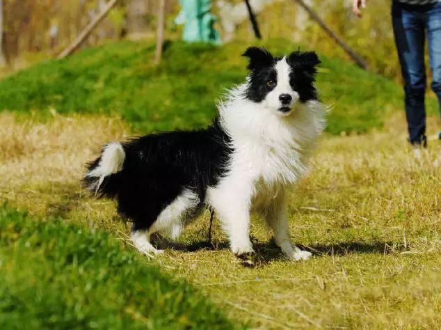 45只名犬排行,45种名犬您都认识吗