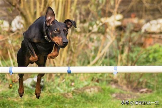 缺乏管教的狗狗常有的5种行为,狗狗屡教不改应该怎么惩罚它