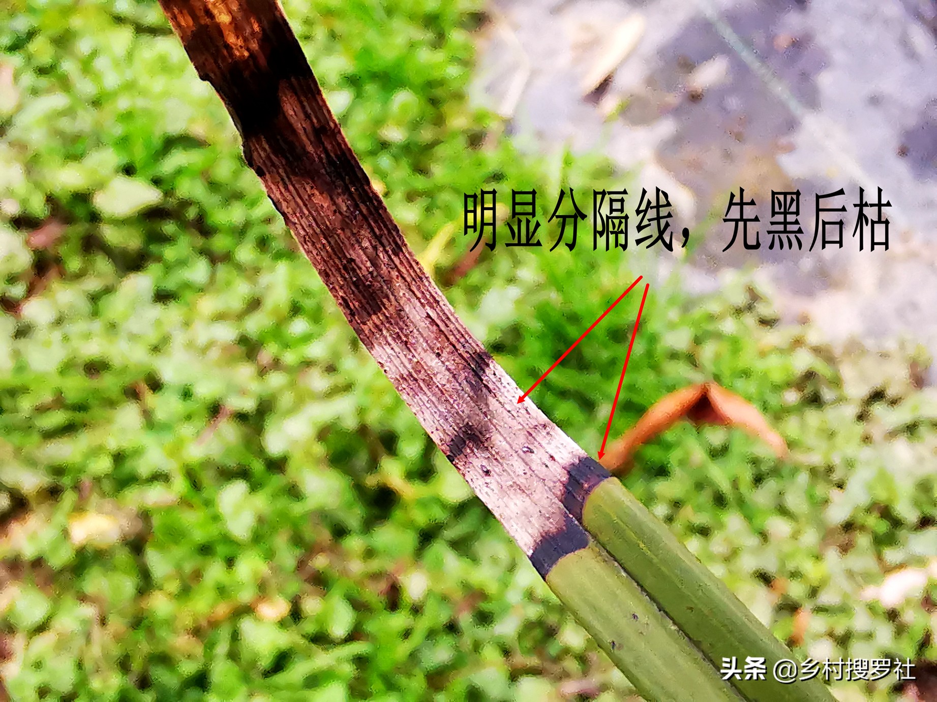 兰花得了炭疽病怎么治,兰花得了炭疽病怎么办