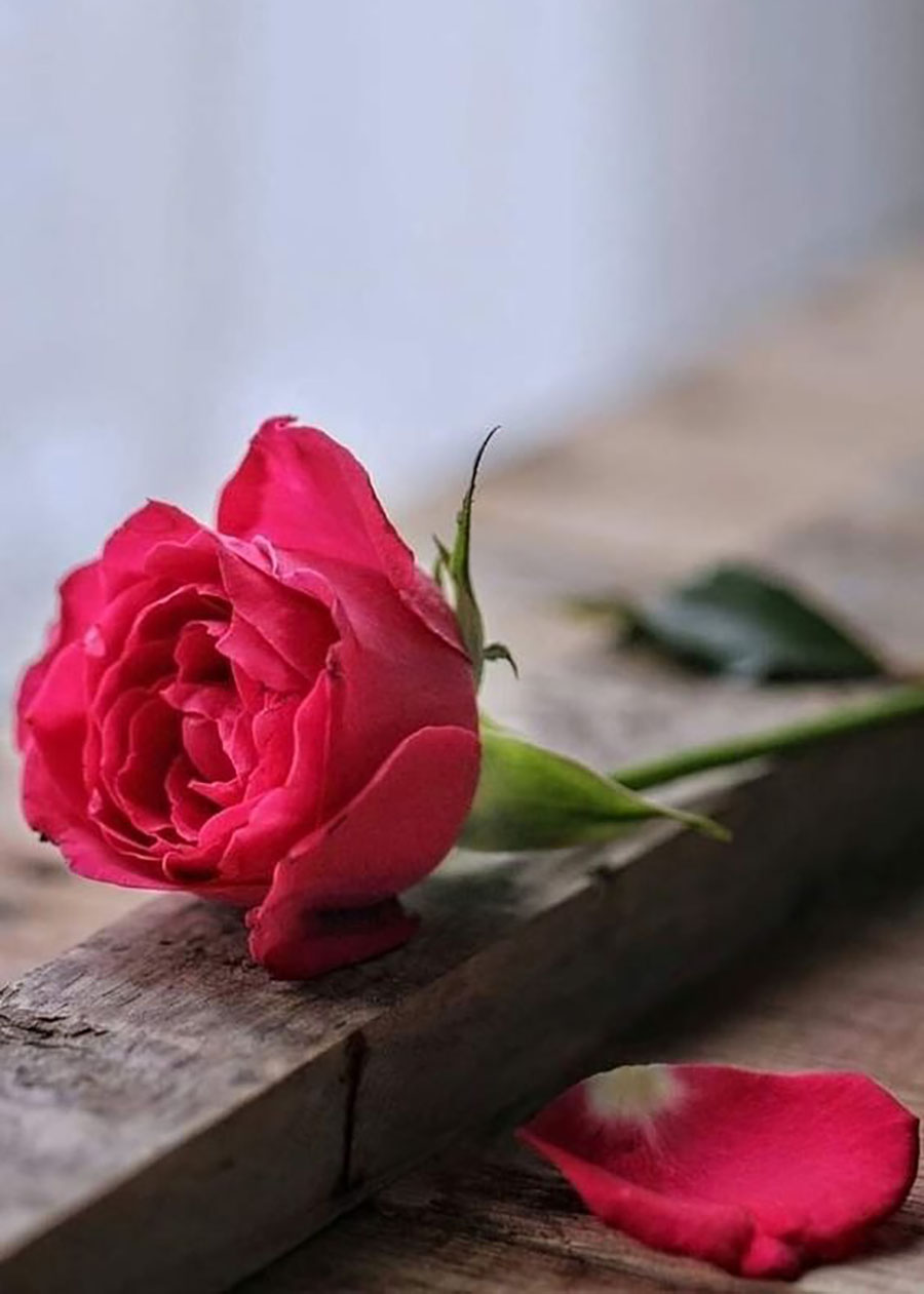 ins风房间干花布置用品,家居干花布置