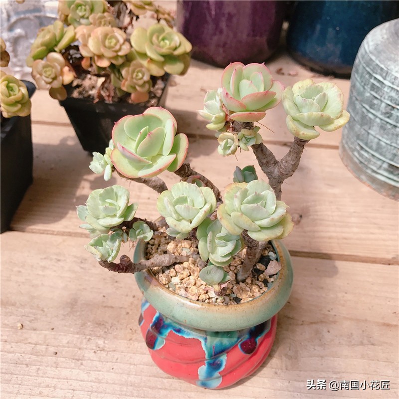 多肉“返祖”：“缀化”老碧桃，想不开“返祖”了，回到过去