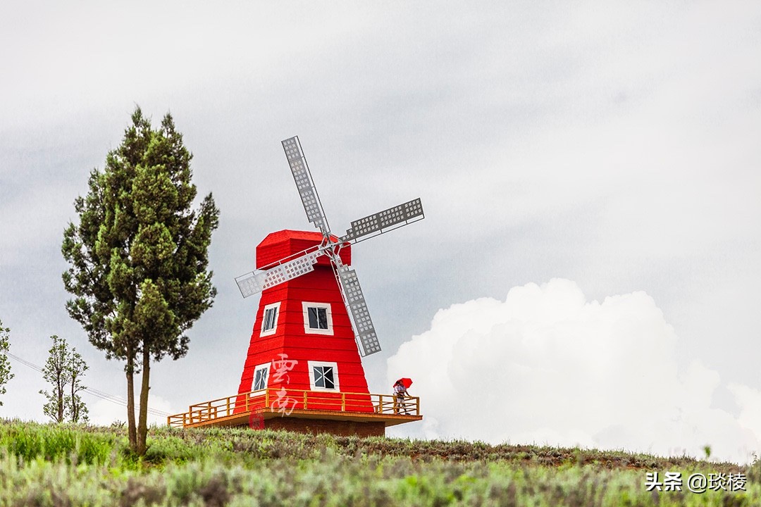 大理薰衣草庄园,七彩云南薰衣草庄园