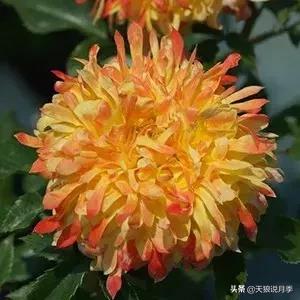 稀奇古怪的月季花,月季几款妖花