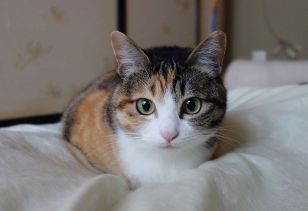 猫咪课堂：关于猫咪“膀胱炎”，看这一篇就够了