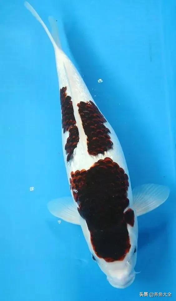 德系锦鲤品种图片,丹顶孔雀锦鲤品种