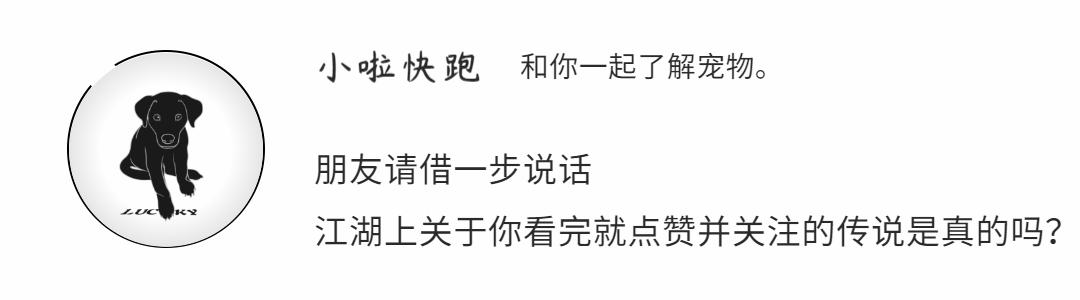 蓝猫世界第一名,世界三大蓝猫品种价格