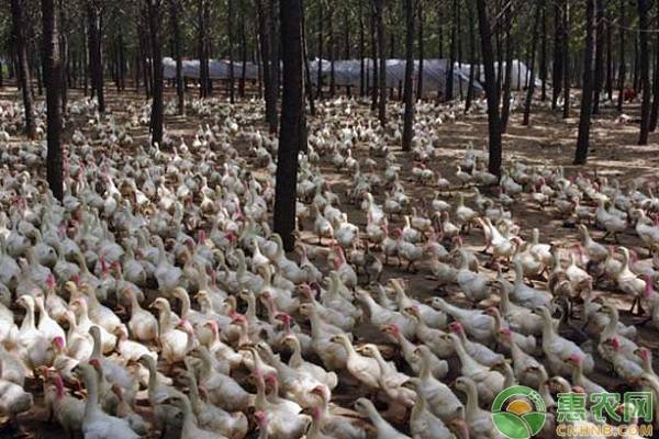 鸭子怎么养殖视频,鸭子的养殖技术和管理