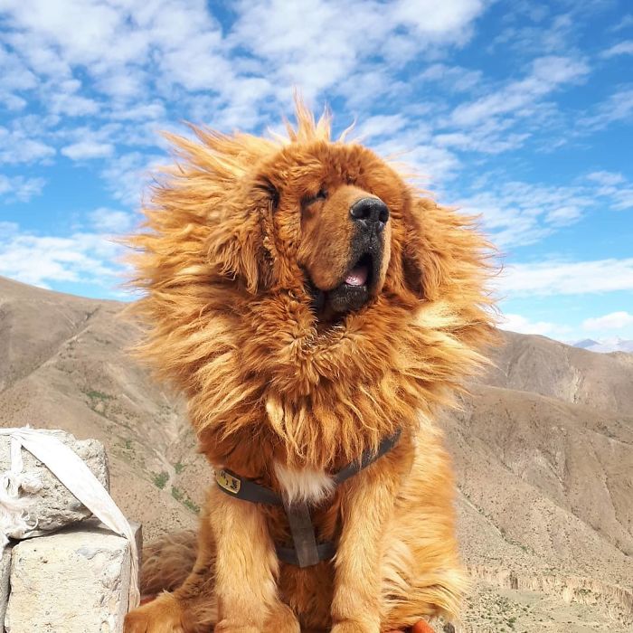 藏獒是最凶猛的狗吗,拍最真实的虎形藏獒