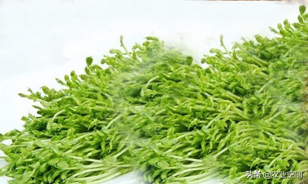 家庭能种植哪些芽苗菜品,芽苗菜种类适合阳台种植的芽苗菜