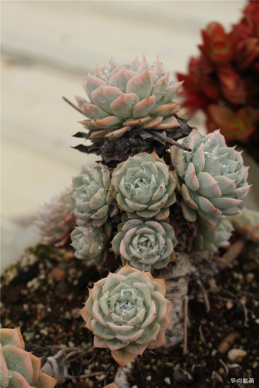 多肉薄叶蓝鸟老桩图片,薄叶蓝鸟最佳养殖方法