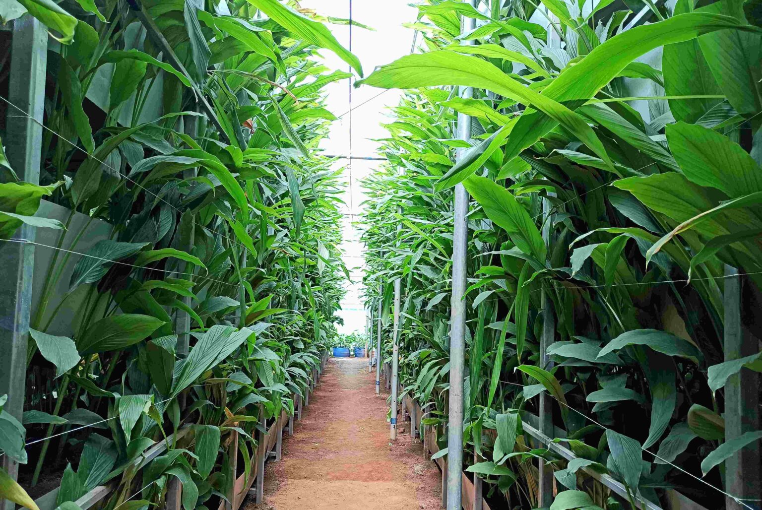 野姜黄种植技术视频,姜黄种植技术及亩收益