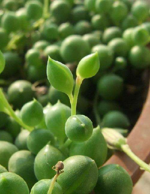 多肉佛珠长藤,多肉佛珠吊兰抗寒吗