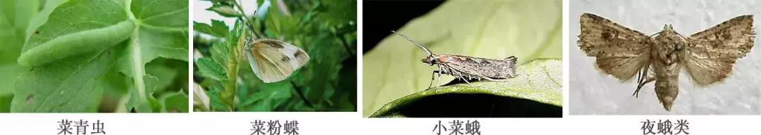 蔬菜害虫种类大全,蔬菜害虫分类及图片大全