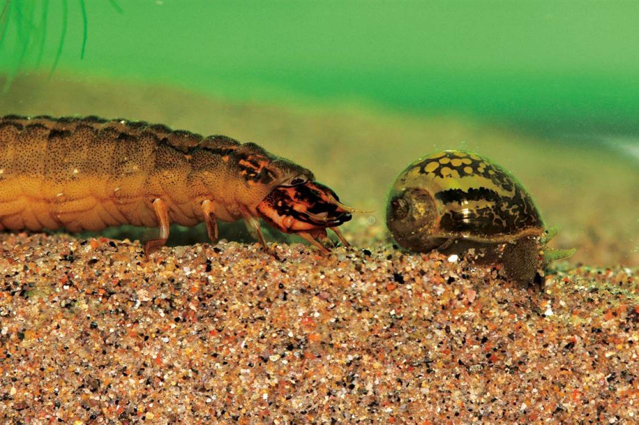 姘翠腑楝ｇ嫍,姘翠笅楝ｇ嫍