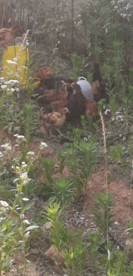 做个有志青年,公司加农户散养土鸡的前景如何