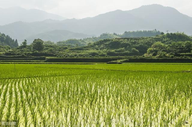 杂交水稻如何撒种,杂交水稻的种植技巧