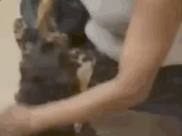 泰迪走丢了主人哭啦,泰迪犬走丢后与主人重逢