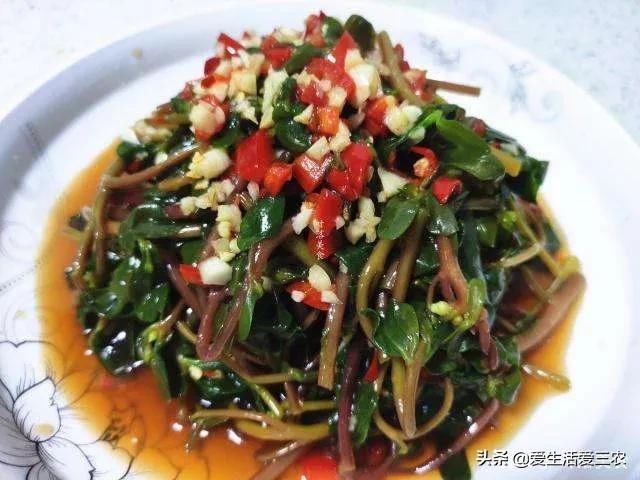 健康好吃的野菜种植,农村野菜种植项目能赚钱吗