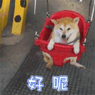 马金疫苗,开展犬只疫苗接种