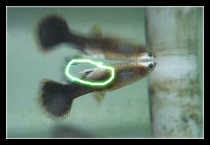 饲养的孔雀鱼摇头晃脑时，就要关注了，可能是感染的水霉病！