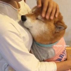 狗特别依赖主人的表现有哪些,狗对某物具有攻击性该怎么办