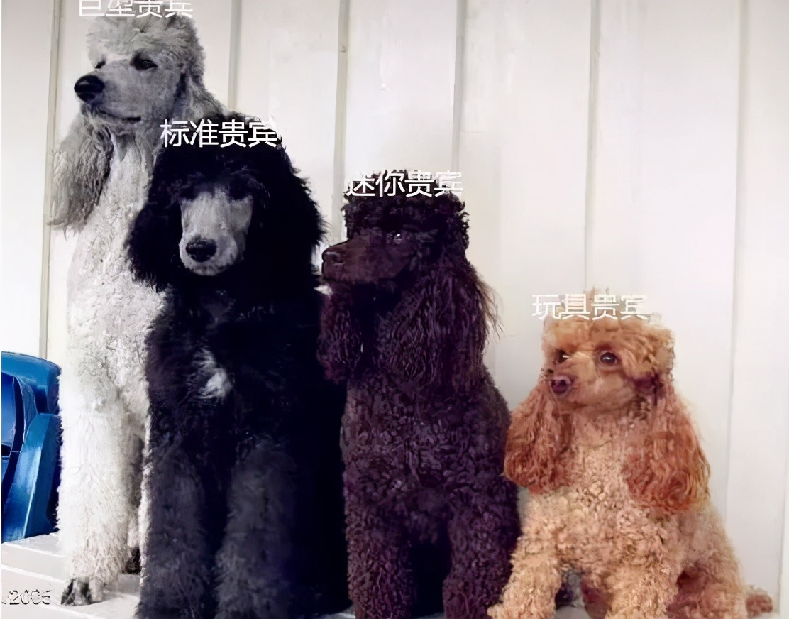 贵宾犬与泰迪有什么区别,贵宾犬和泰迪区别在哪里