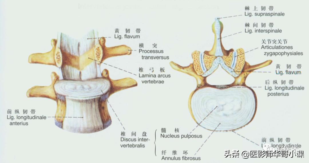 韧带解剖解说视频,韧带解剖图大全书