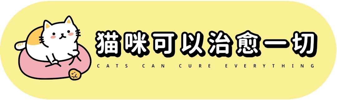 pdd买猫和老鼠,pdd两百买的猫