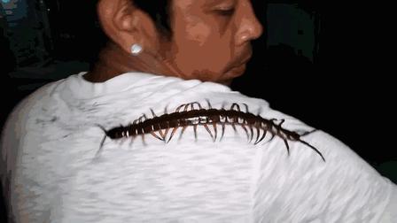 在南方大蜈蚣面前，南方大蟑螂简直不堪一提