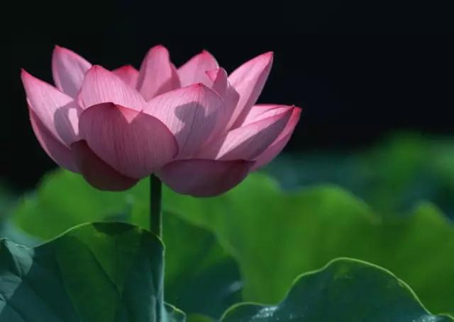 中国各市的市花,全国56个城市市花一览