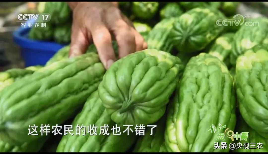 苦尽甘来蜜汁苦瓜做法,苦尽甘来的苦瓜做法