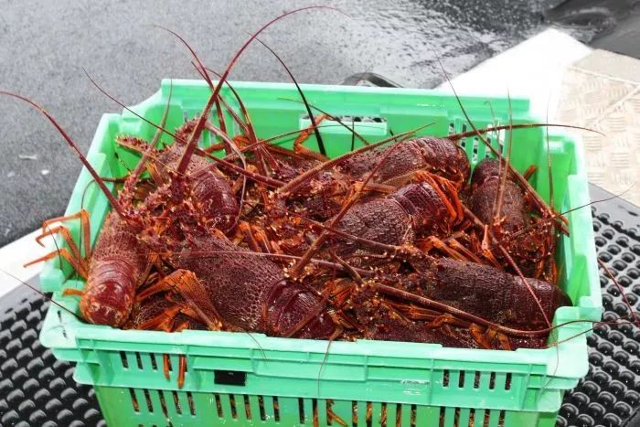 龙虾没人吃、LV没人买……中国人再不出门，各国旅游业都要垮了