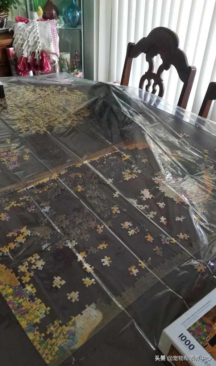 养猫你们觉得要不要放出去,养猫可以玩什么