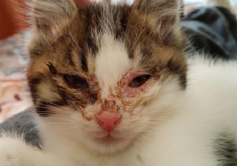 猫咪确诊病例,猫咪确诊了怎么办