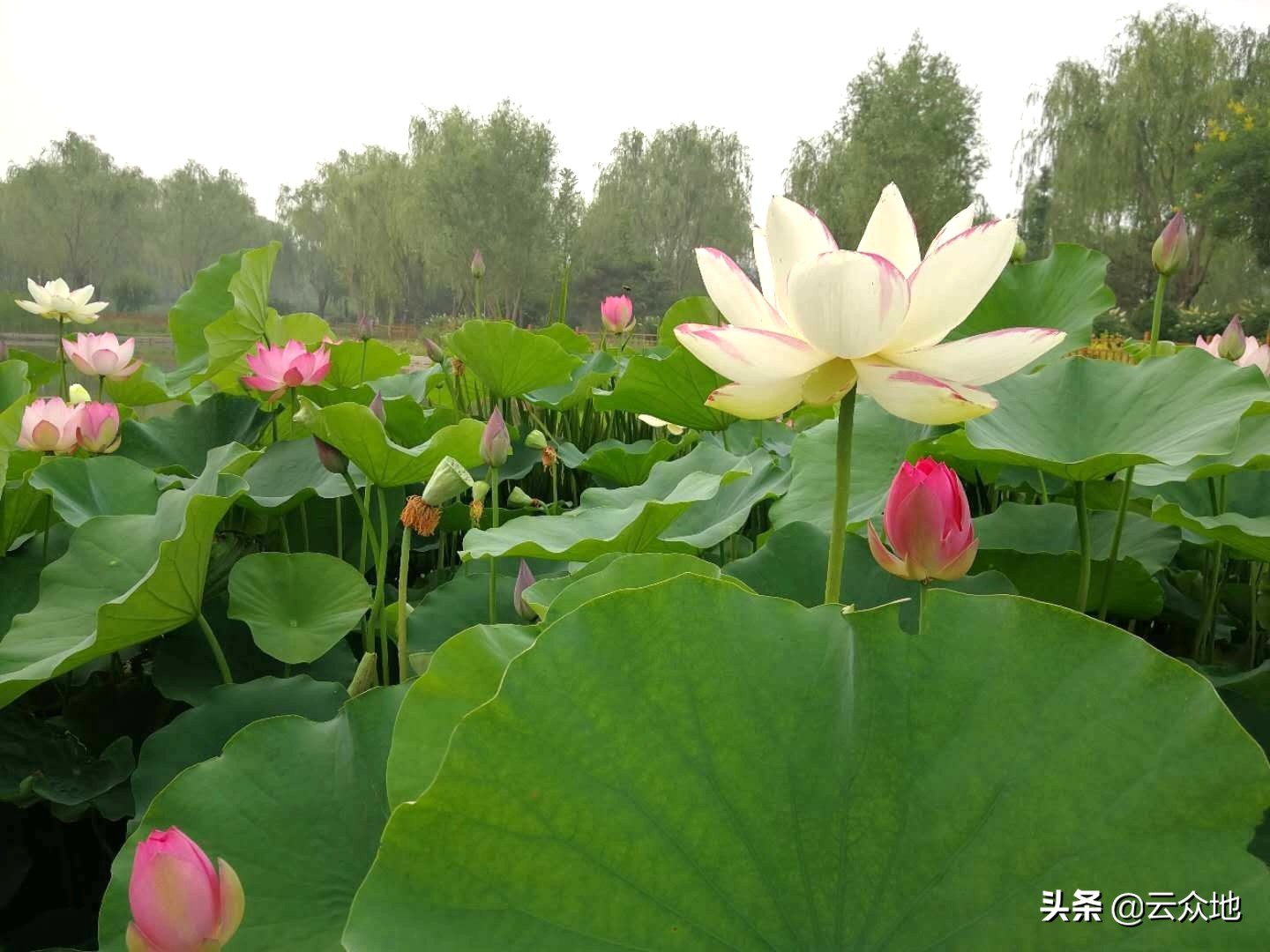 荷叶变黄枯萎要怎么处理,荷叶烂掉怎么防治