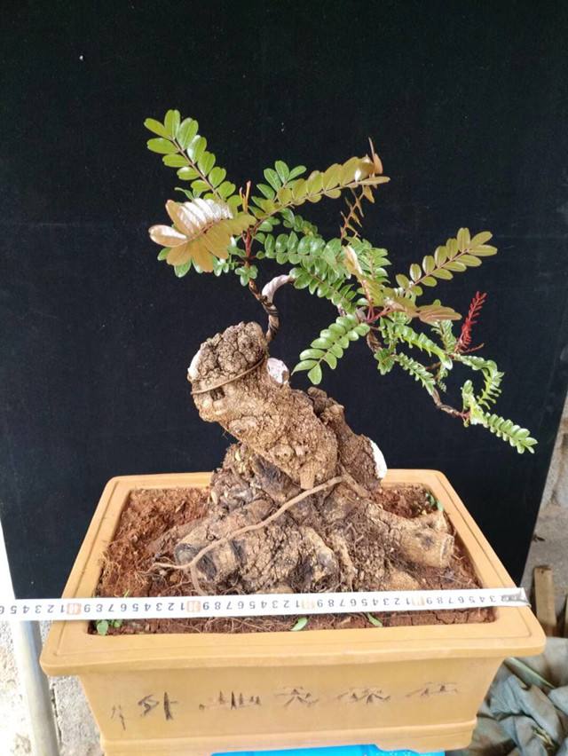 10种易养活的室内植物花,100种家庭花卉种植盆栽大全