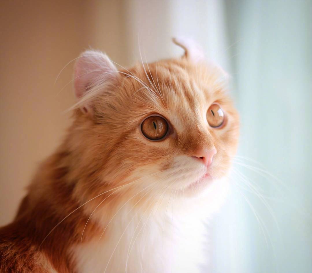 又骗我养猫系列｜长得像大橘的卷耳猫