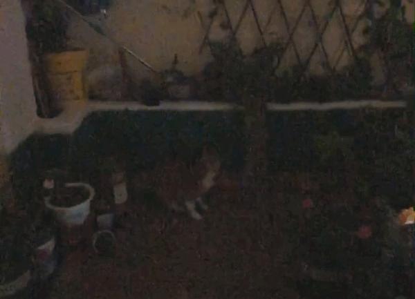 大橘猫一直受委屈被三只母猫欺负,邻居家猫老是来我家怎么办