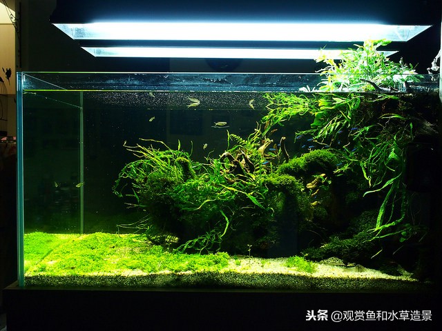 什么样的鱼缸牌子适合新手入门,150的鱼缸适合新手养的鱼