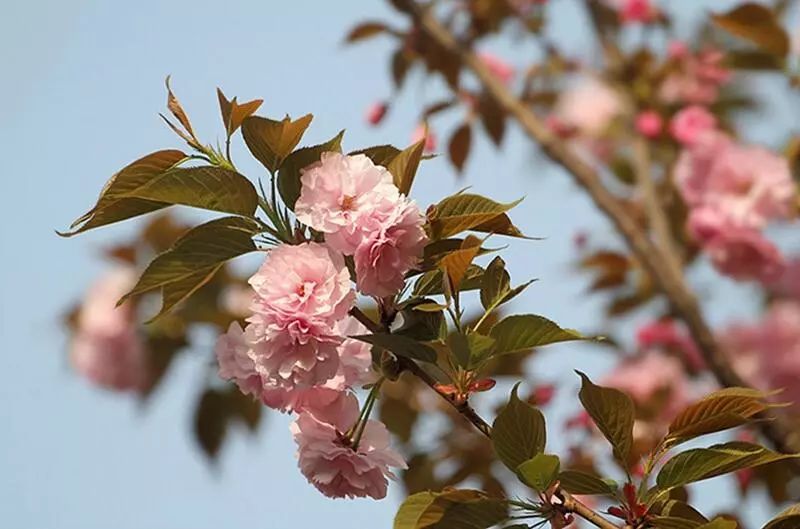樱花时节赏樱花,高颜值又好看又便宜的樱花