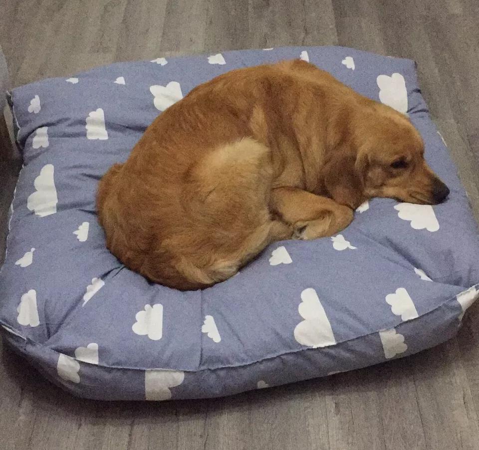 自制超大狗窝石棉瓦,自制超大狗窝衣服